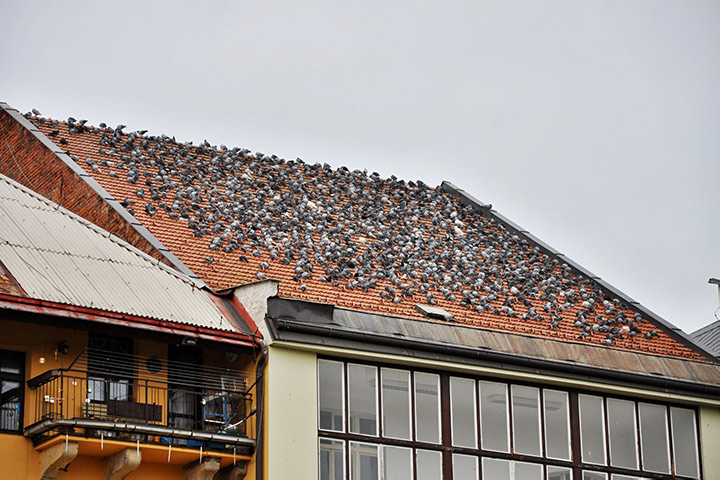 A2B Pest Control are able to install spikes to deter birds from roofs in Herne Bay. 