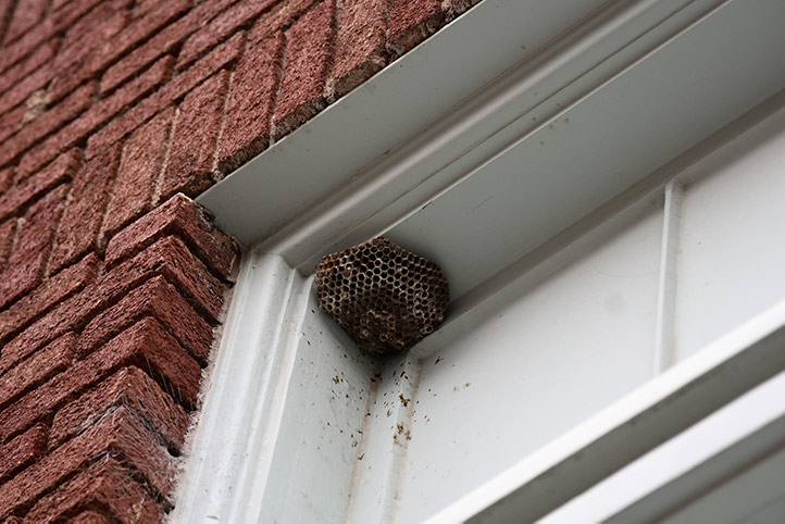 We provide a wasp nest removal service for domestic and commercial properties in Herne Bay.